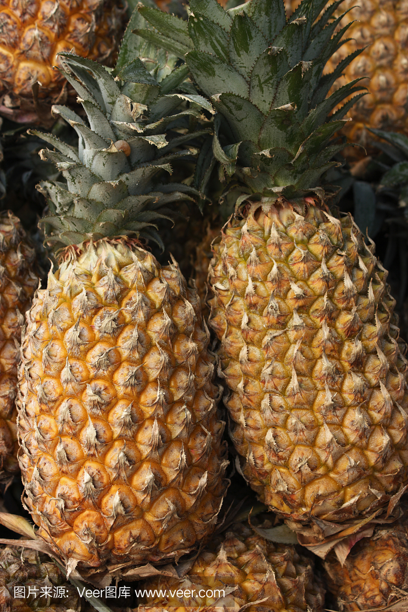 菠萝(Ananas)是一种可食用热带植物的俗称